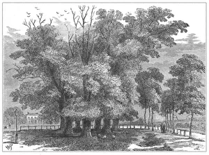 Tottenham Prints: Seven Sisters