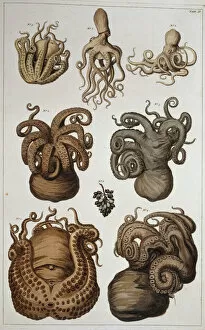 Albertus Seba Gallery: Seven squid and octopuses