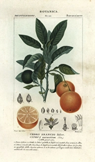 Citrus Collection: Seville orange, Citrus aurantium