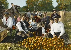 Pick Prints: Seville Orange Picking - Seville, Spain