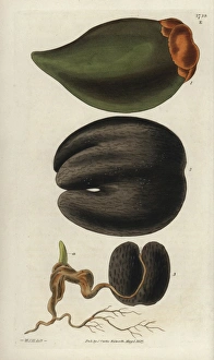 Embryo Gallery: Seychelles Island cocoa-nut, ripe spadix with