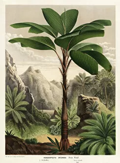 Seychelles stilt palm, Verschaffeltia splendida