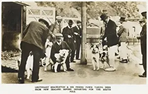 Powis Prints: Shackleton selects dogs in New Zealand