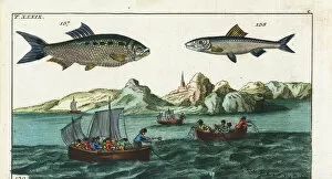 Alosa Collection: Shad, anchovy, and fishermen fishing with nets