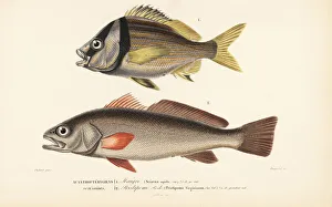 Shadefish and porkfish Shadefish and porkfish