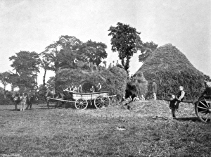 Images Dated 13th July 2017: Shaftesbury Home, Bisley - Farm Work