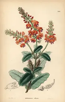 Gastrolobium Prints: Shaggy gastrolobe or crinkle-leaved poison