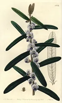 Shaggy hovea, Hovea villosa
