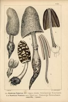 Shaggy ink cap, Coprinus comatus, and Coprinopsis