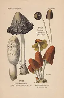 Leon Prints: Shaggy inkcap, Coprinus comatus, and mica cap