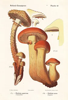 Fungus Collection: Shaggy scalycap and golden pholiota