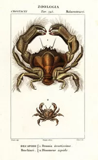 Crab Collection: Shaggy sponge crab and Dynomene hispida