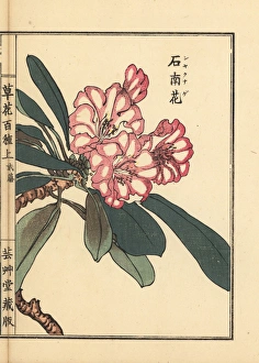 Rhododendron sp., rhododendron