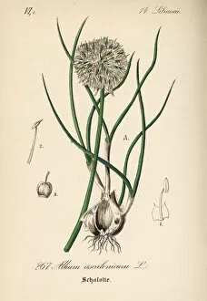 Allium Gallery: Shallots, Allium ascalonicum