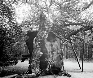 Shambles Prints: The Shambles Oak, Sherwood Forest