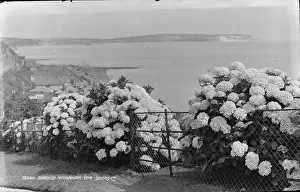 Blooming Prints: Shanklin Hydrangeas by the Sea