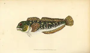 Donovan Prints: Shanny, Lipophrys pholis