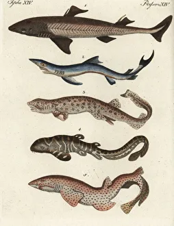 Zebra Gallery: Shark species