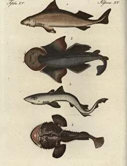 Shark Collection: Shark species and angler fish