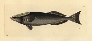 Polydore Prints: Shark sucker fish, Remora remora