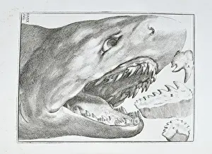 1670 Prints: Shark's head and teeth