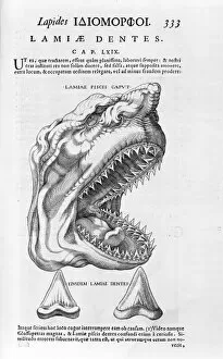 Elasmobranchii Collection: Sharks head and teeth