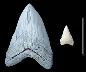 Carcharodon Collection: Sharks teeth