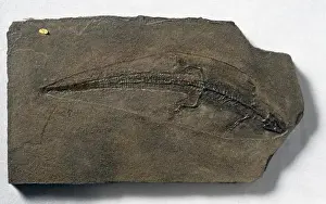 Squamata Prints: Sharovisaurus karatauensis