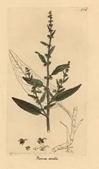Rumex Prints: Sharp dock, Rumex conglomeratus