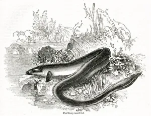 Anguilla Gallery: Sharp-nosed eel, Anguilla anguilla
