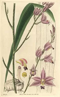 Sharp Gallery: Sharp-petaled bletia or pine pink orchid, Bletia