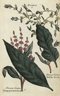 Joshuahamilton Prints: Sharp pointed dock, Rumex acutus, and fiddle