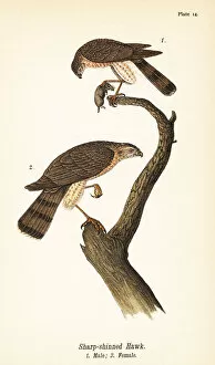 Sharp-shinned hawk, Accipiter striatus