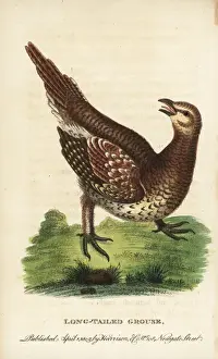 Georgeedwards Prints: Sharp-tailed grouse, Tympanuchus phasianellus