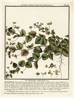 Colour Printing Prints: Sharpleaf cancerwort, Kickxia elatine