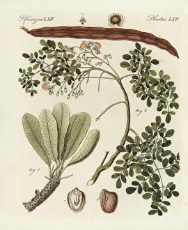 Vulnerable Prints: Shea butter tree, Vitellaria paradoxa
