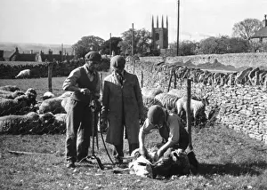 Shearing, Northamptonsh