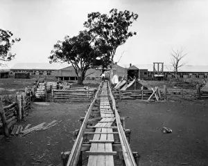 Shearing Prints: Shearing shed, Burrawang Station, Australia