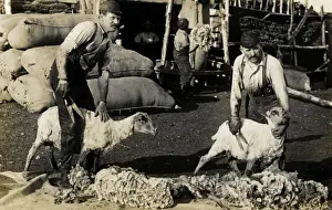 Shearing Prints: Shearing sheep