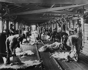 Australian Prints: Shearing sheep, Burrawang, Australia