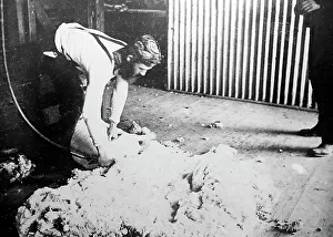 Shearing Prints: Shearing a sheep, Sheep Station, Australia, Victorian period
