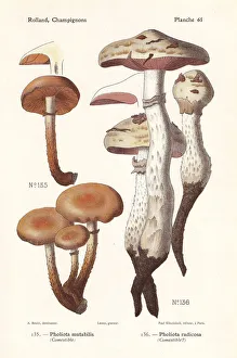 Fungus Collection: Sheathed woodtuft and rooting poison pie