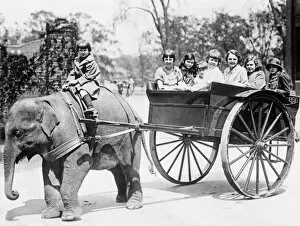 Images Dated 7th March 2017: Sheba the elephant pulling children in a cart at Detroit Zoo