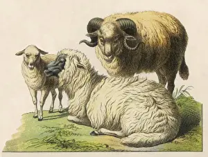 Three Sheep 19C