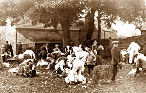 Sheep Clipping, Stanhope