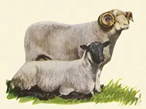 Two Sheep Date: 1948