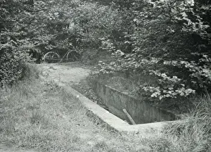 Bexley Prints: Sheep dip