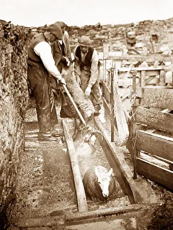 Sheep dipping