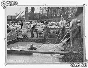 Sheep dipping on a British farm