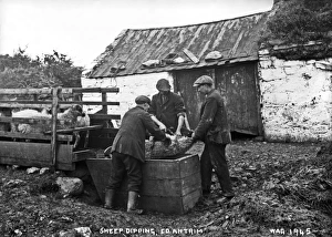 Sheep Dipping, Co. Antrim Sheep Dipping, Co. Antrim